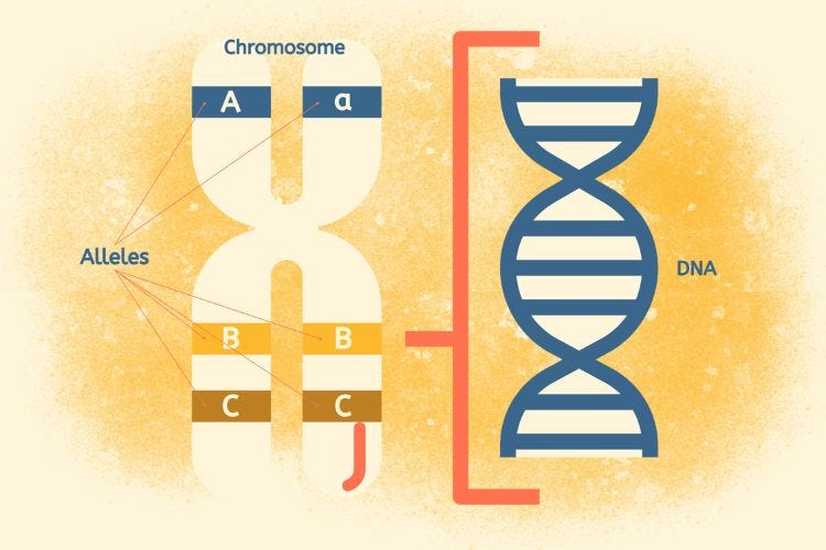 Alleles