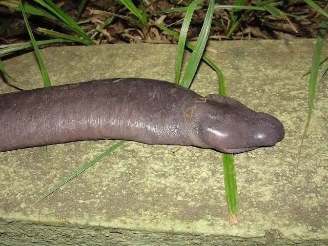 'Penis snake' discovered in Brazil is actually a rare species of amphibian