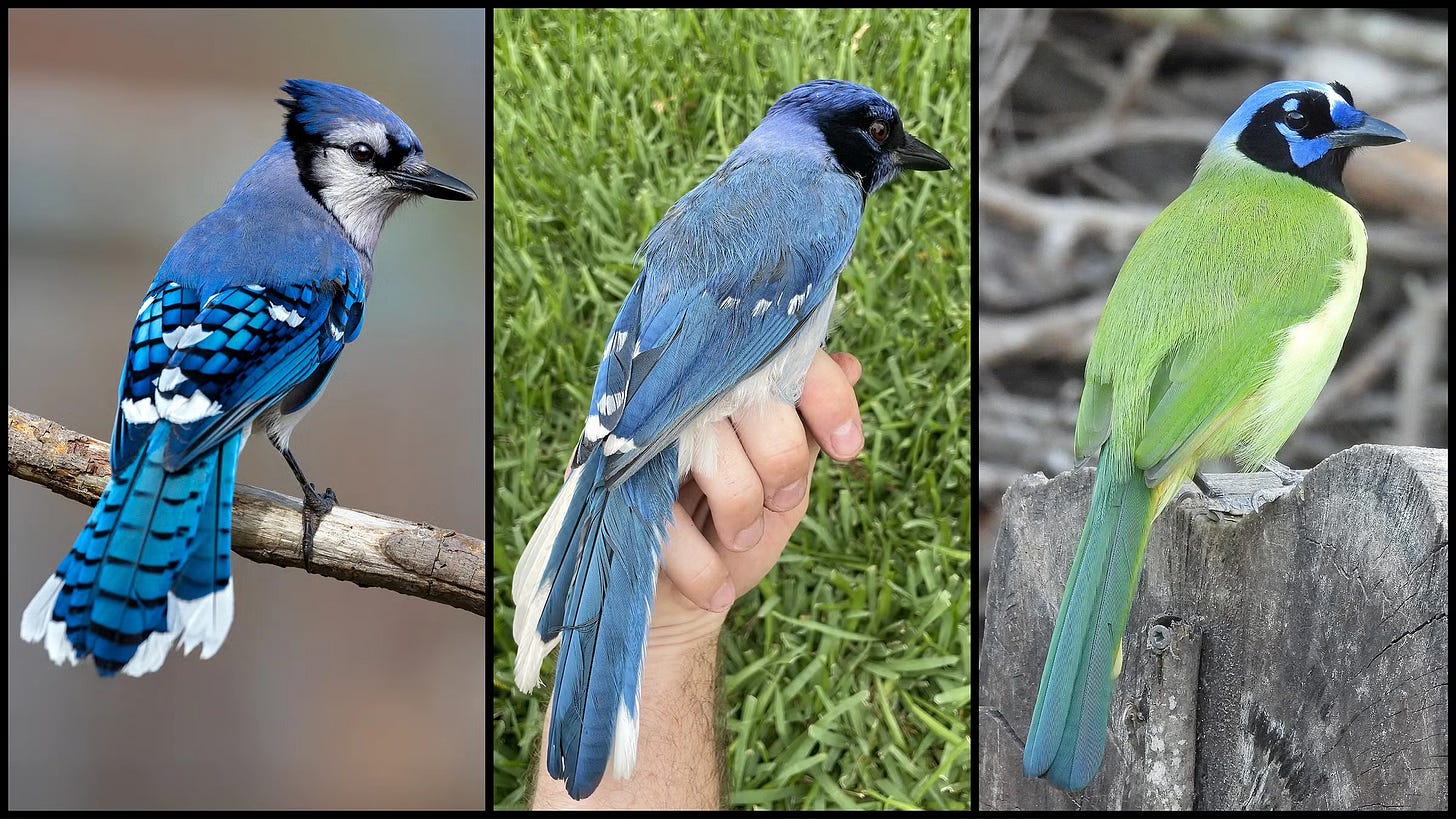 Blue jay, hybrid hay, green jay