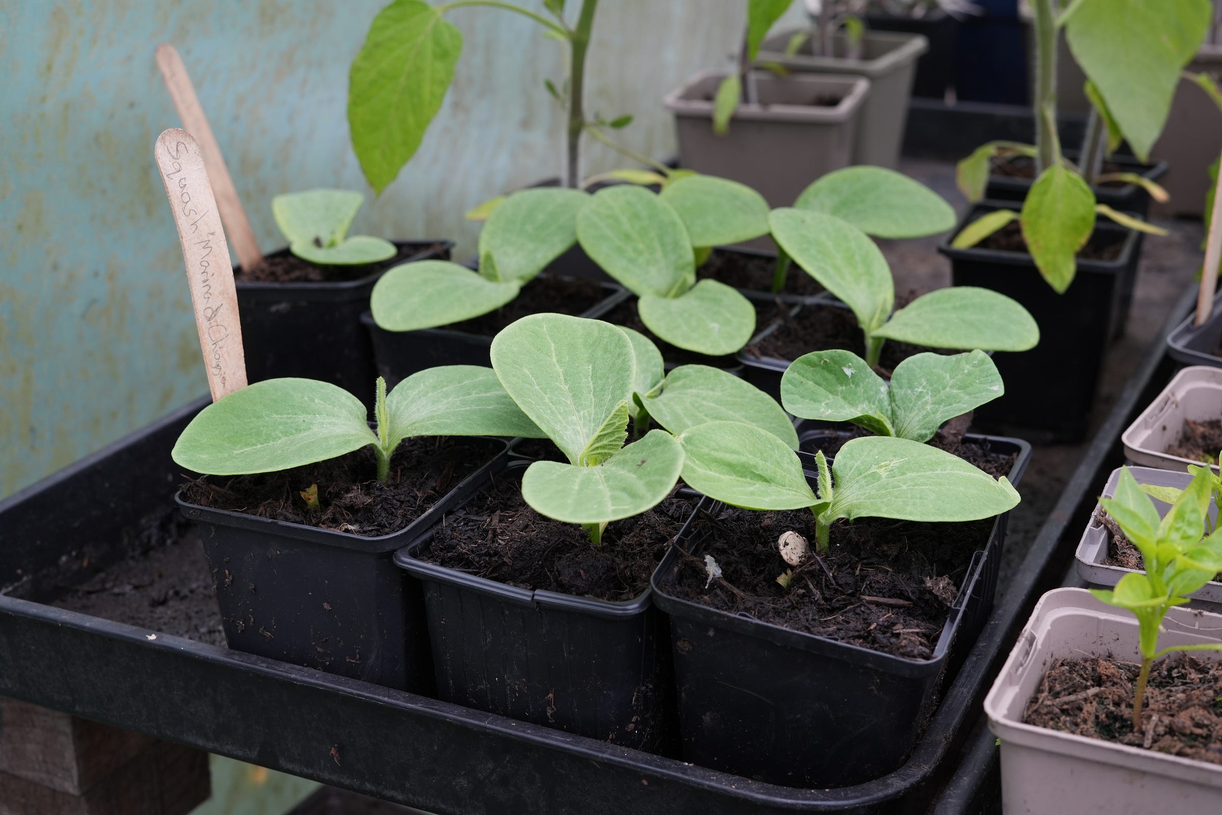 How to grow winter squash