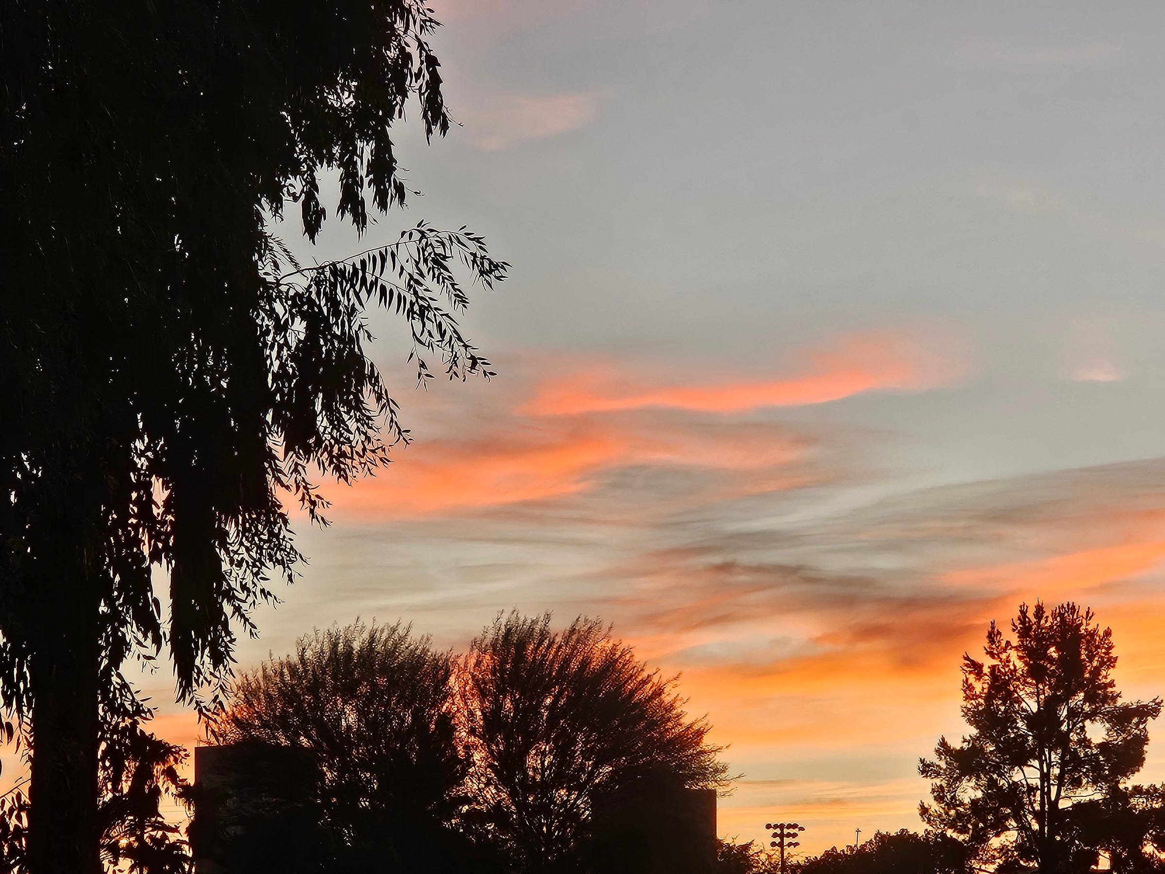 A sunset through trees.