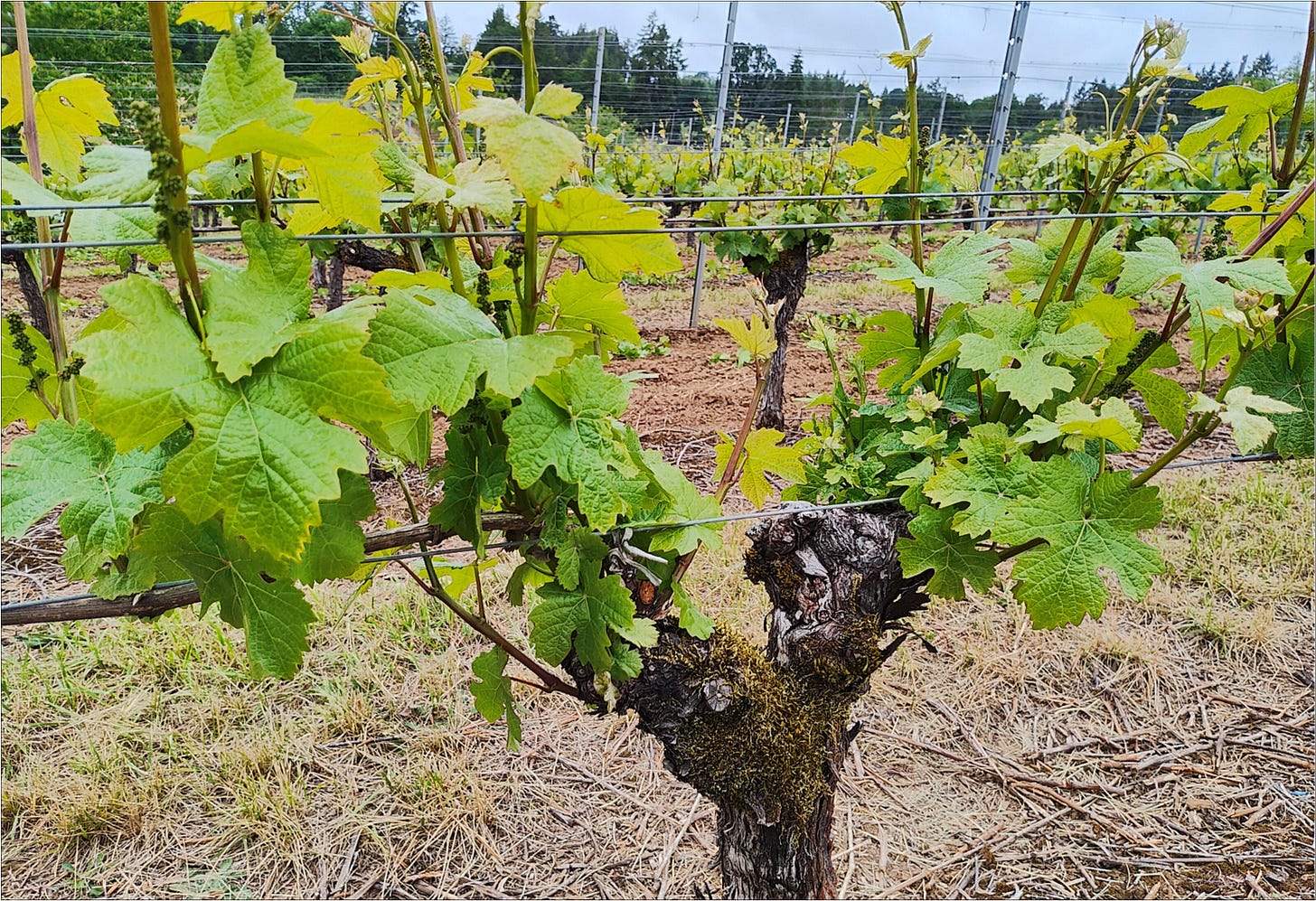 Pinot Noir vine before shoot spacing.
