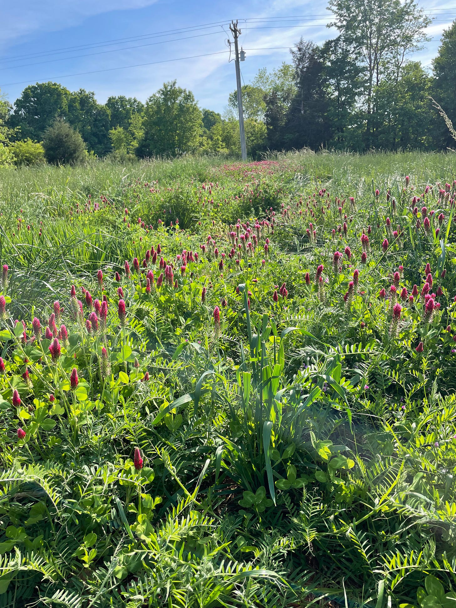 a field of clover and other cover crops with electrical lines as a backdrop