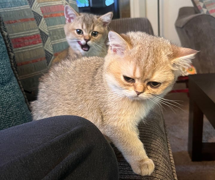 A gallery of 4 photos of them as baby kittens. They are tiny and adorable with big eyes, scrunched faces and soft short fuzzy fur.