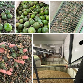 When Yield Predictions Crack: The 5 Worst Forecasting Failures (Nut Industry)