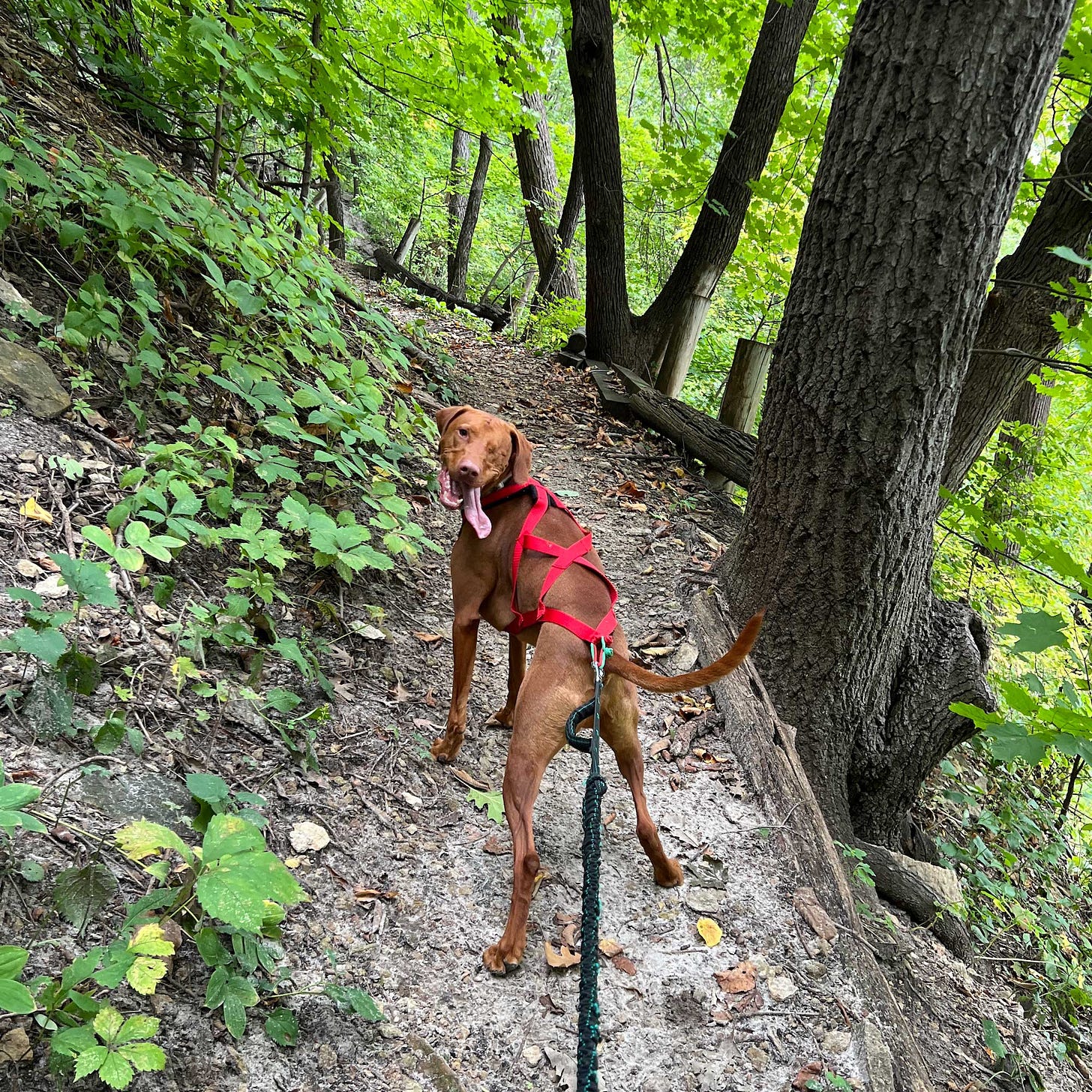 Leif, the one-eyed vizsla dog, goes on a big adventure on a hiking trail. 