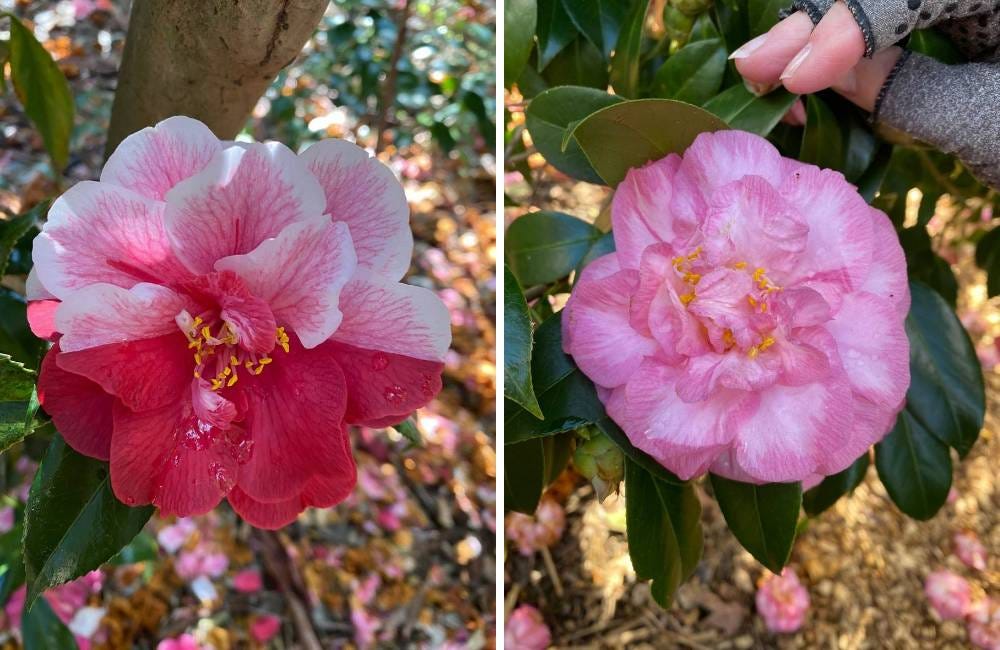 Camellia japonica 'Yours Truly' with mutation & Camellia japonica 'Spring Sonnet' Camellia japonica 'Yours Truly' with mutation & Camellia japonica 'Spring Sonnet'