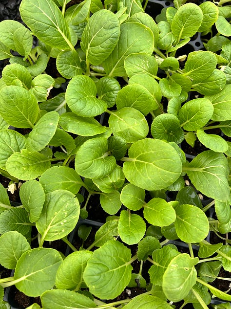 A gallery of six images: tomato seedlings in pots, many collards in a tray, many bok choy in a tray, shiso seedlings in a tray, tomato seedlings in a tray, and a brown paper bag with three stacks of green plant pots.