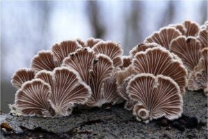 Split gill mushroom Schizophyllum