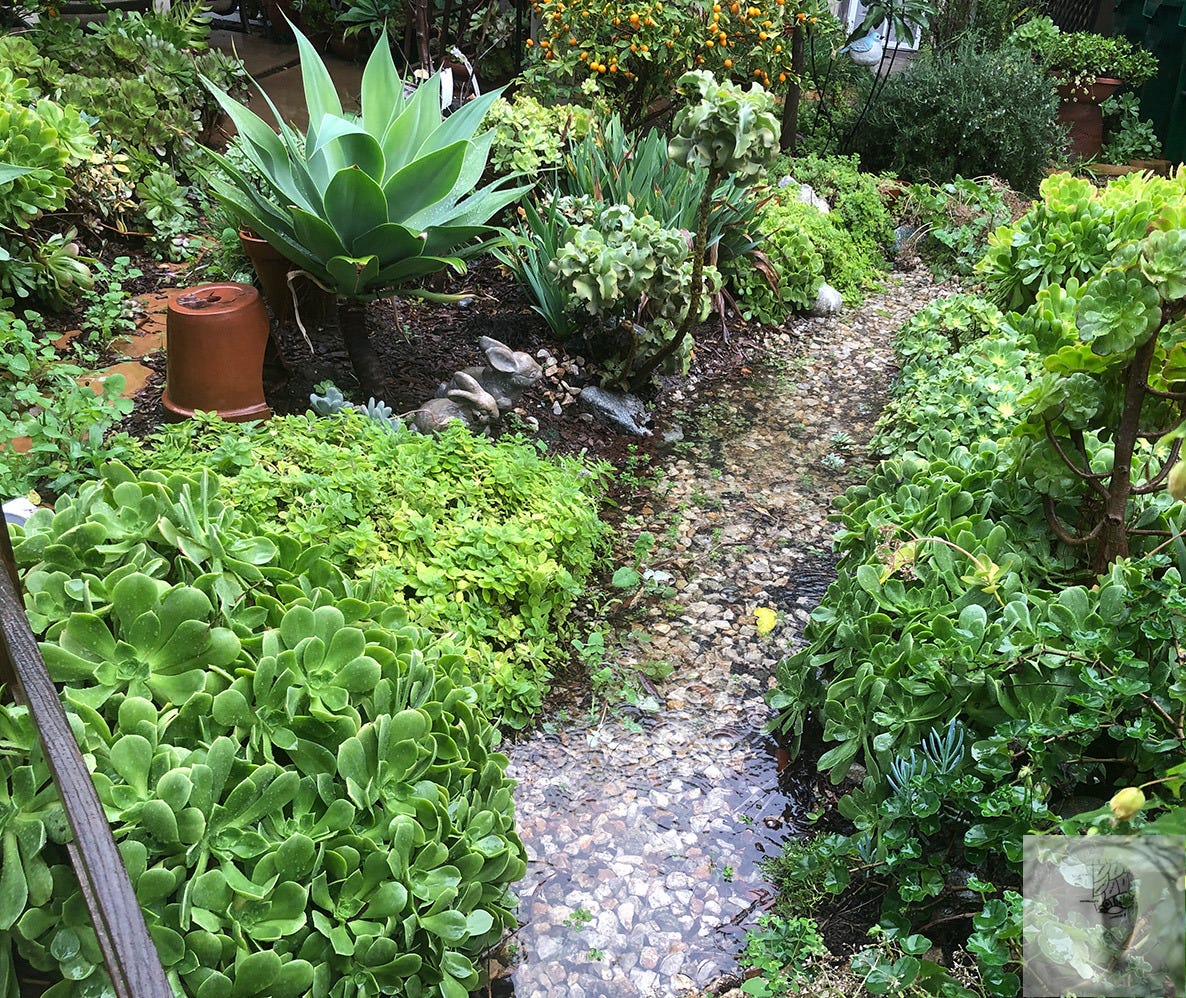 A tended succulent garden: agave, aeoniums, and groundcover growing in separate beds, held together by a shallow watercourse running through the center between them.