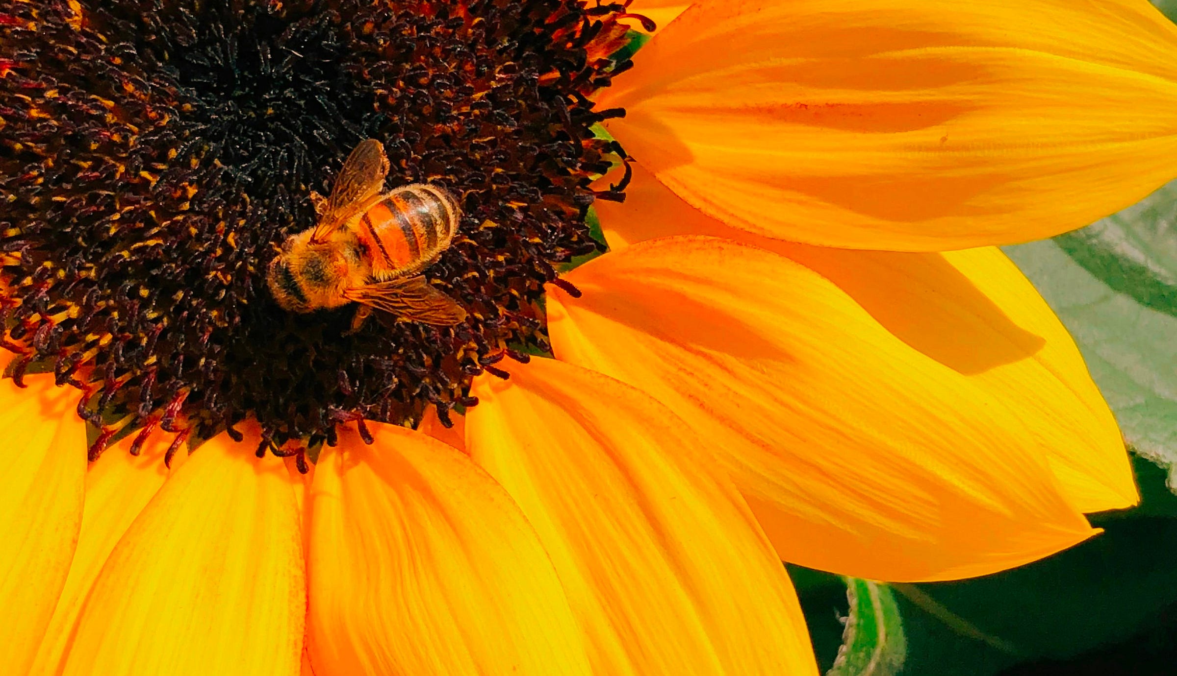 Close up image of a bee on a sunflower's head Close up image of a bee on a sunflower's head