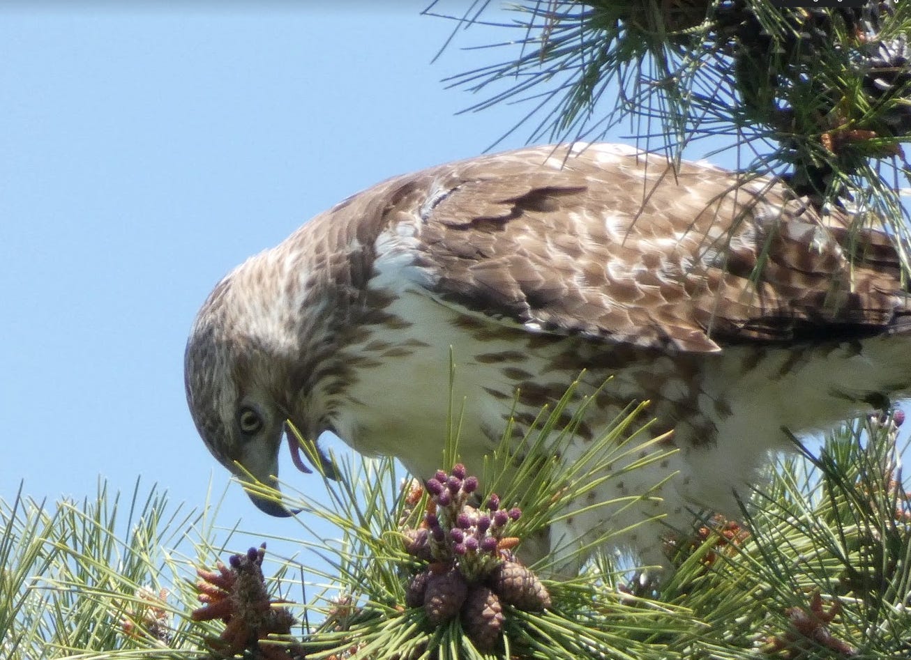 a red tailed hawk looking down with its mouth open and tongue out -- eyes wide open