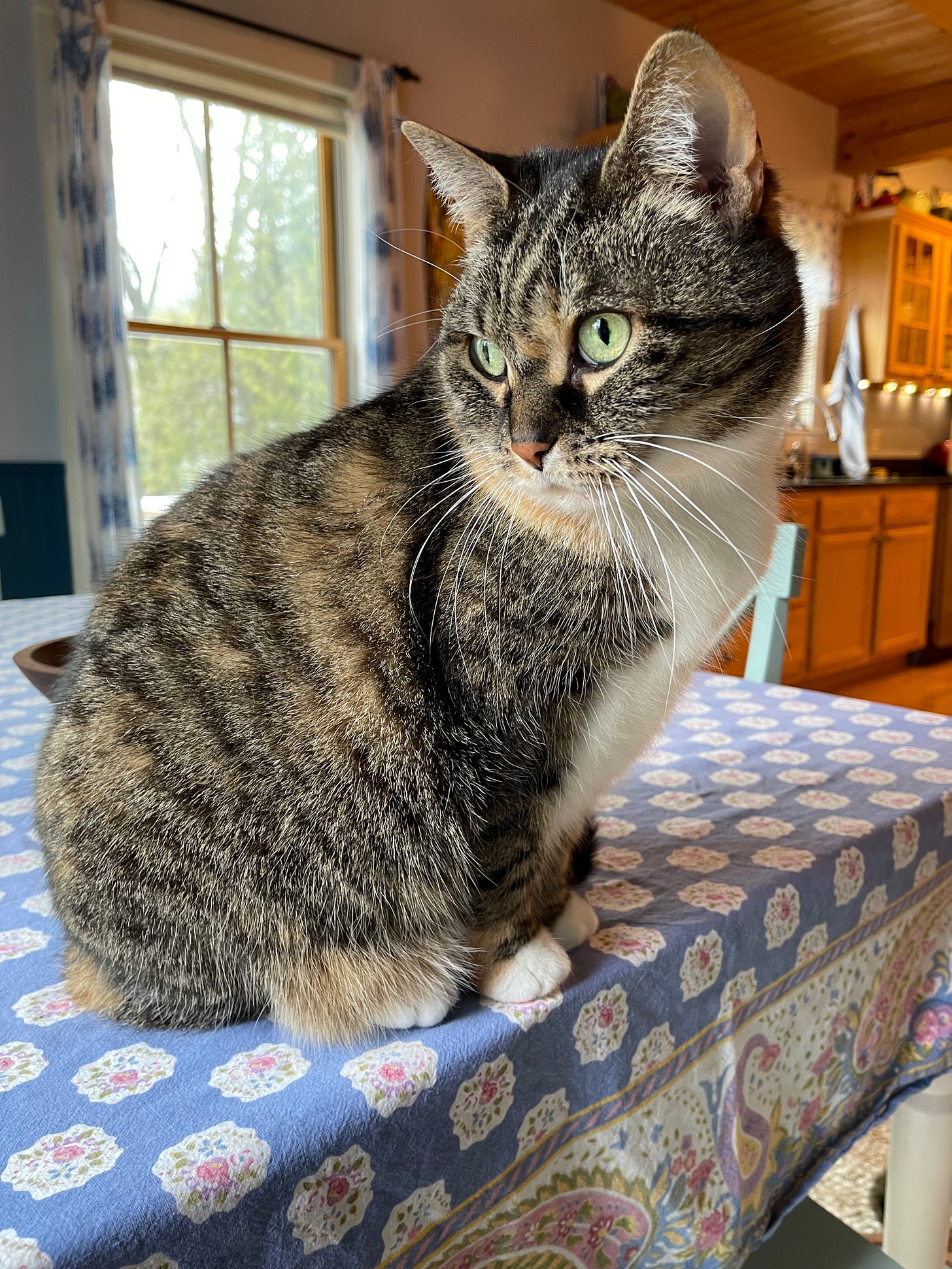 Big cat looking sideways on a kitchen table