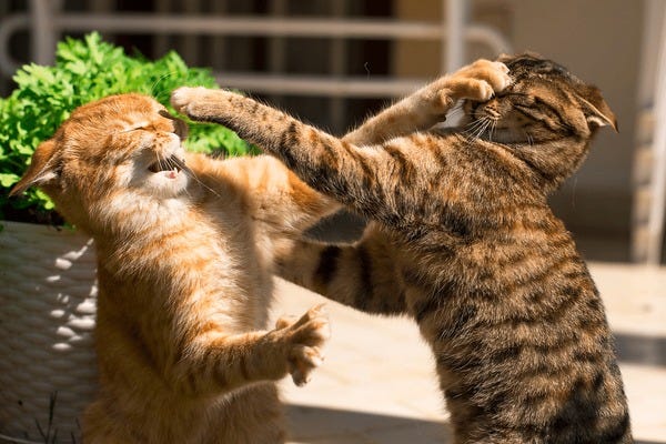 16,009 Cat Fight Royalty-Free Photos and Stock Images | Shutterstock