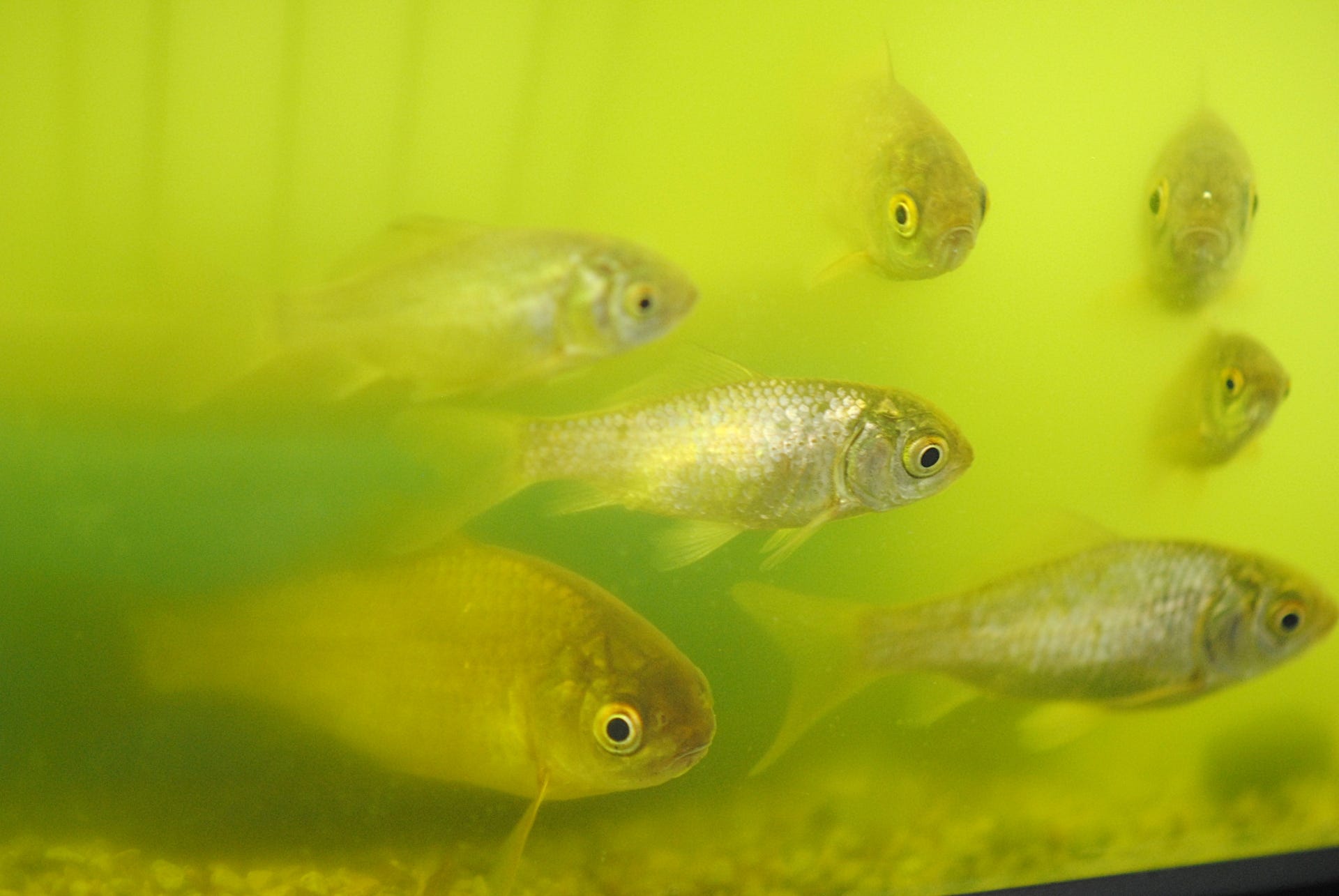 A Scientist Obsessed with Poop - Japan Hub Notes