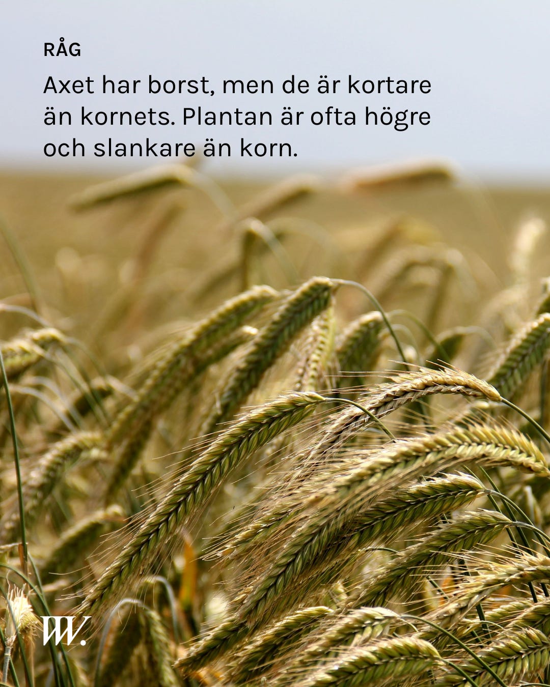 De fyra sädesslagen - by Redaktionen - Vad Vi Vet.