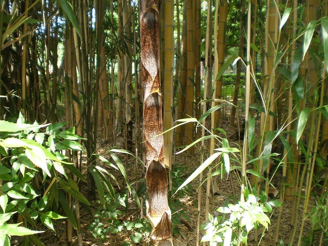Jindai Botanical Gardens Jindai Botanical Gardens