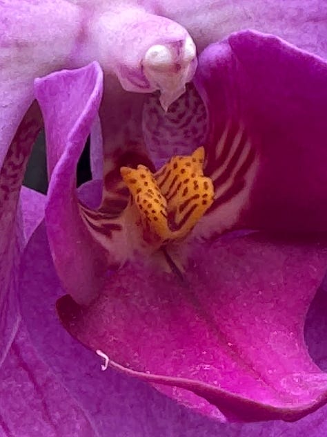 closeups of Orchids