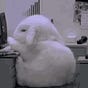 BlueBubble's avatar