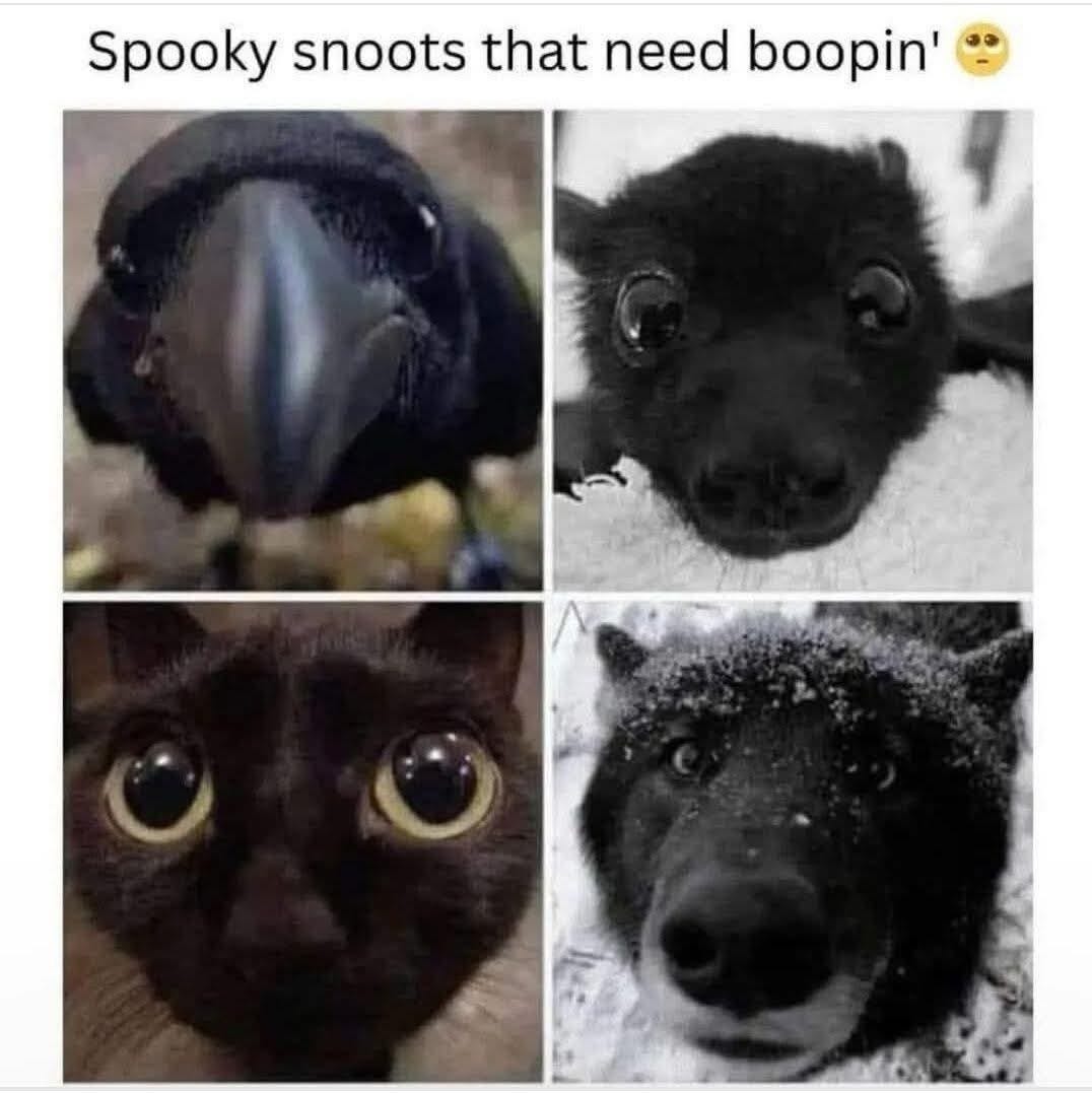 Start stooky season early - meme