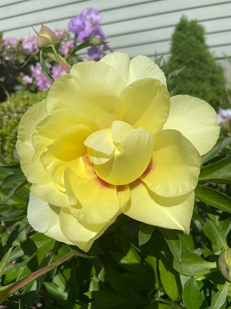 Irises and peonies in different colors