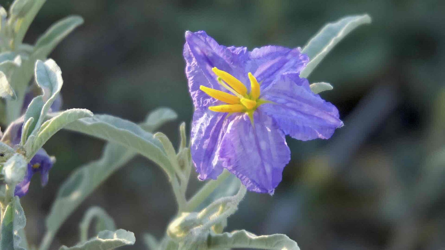 Silver-leaf nightshade, Lajitas, TX, by Mary Tase
