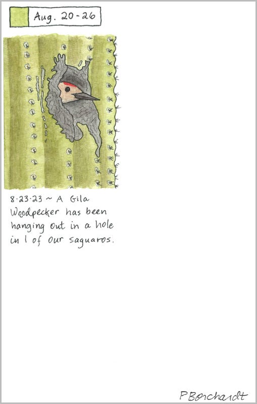 Gila Woodpecker in a Saguaro (pen, watercolor & colored pencil), Perpetual Journal entry