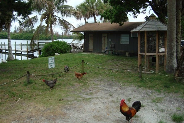 Headquarters of Honest John's Fish Camp with roosters standing guard