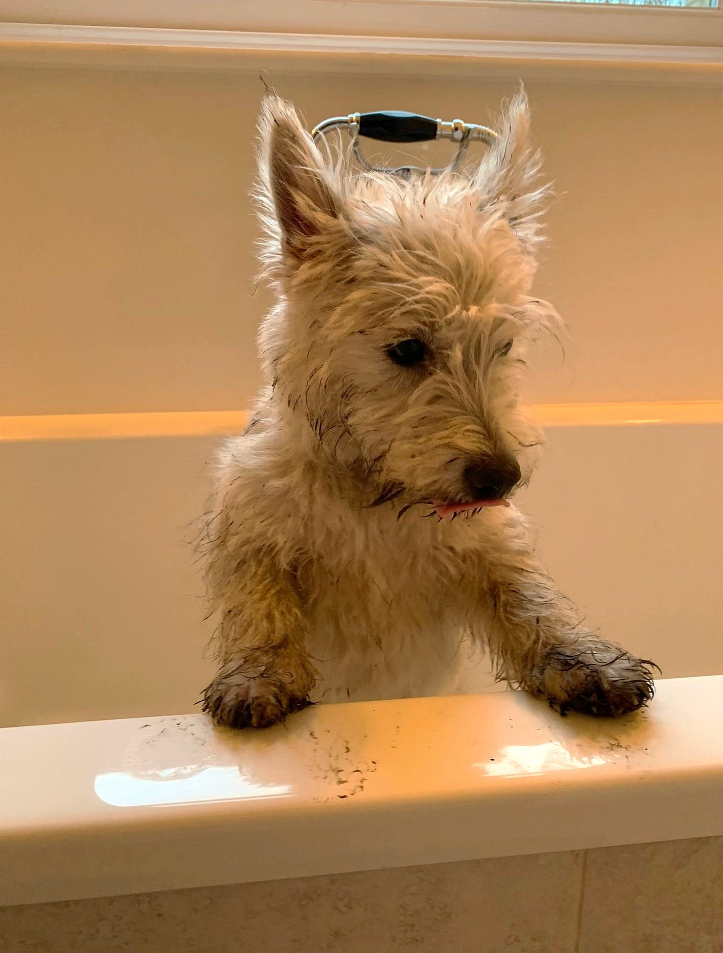 A photo of a dirty dog standing in a bath