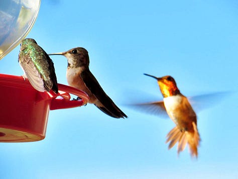 Hummingbird Fable A Hummingbird Fable, - by Jessica Rath