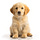 X avatar for @TheAdorablePups
