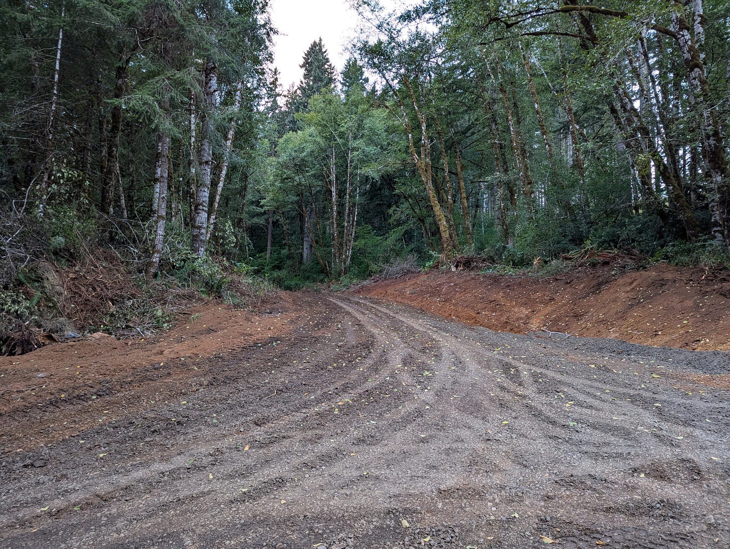 A dirt and gravel road leading up a slope into the trees