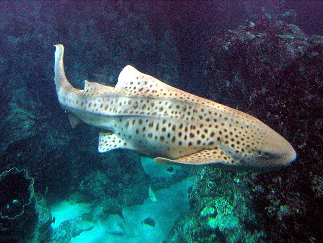 Requin léopard adulte dont la livrée est totalement semblable à un léopard