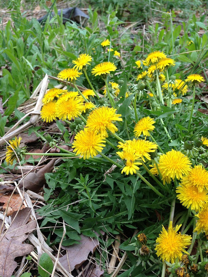 Free meds! Dandelions and Mullein