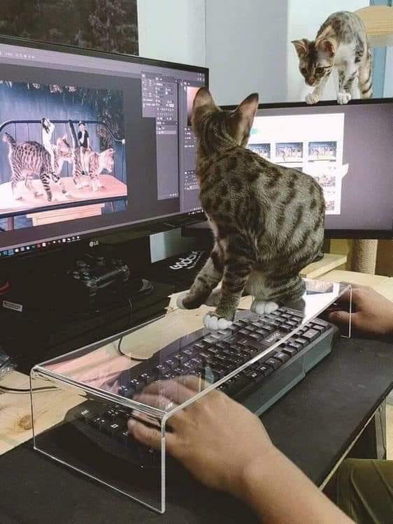To keep your cat away from the keyboard : r/specializedtools