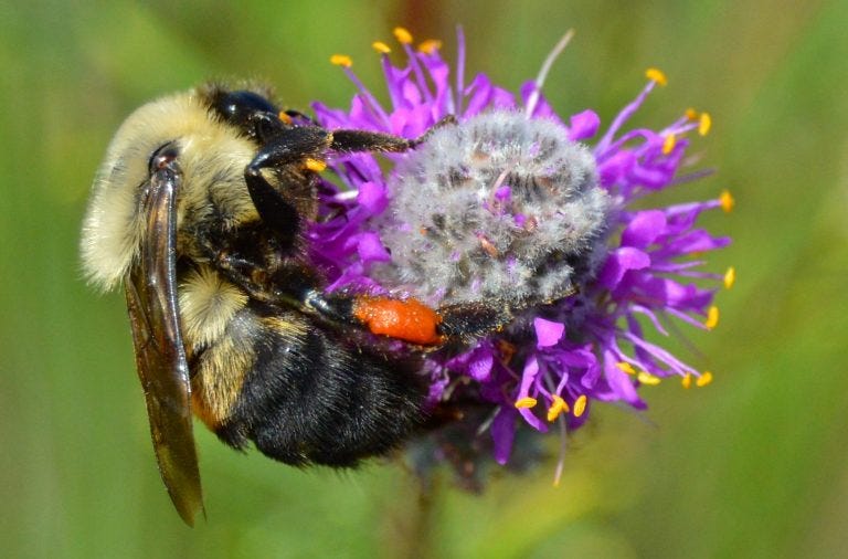 Image of bumble bee on purple flower. Image of bumble bee on purple flower.