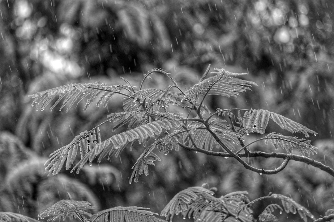 macro shot photography of tree during daytime while raining macro shot photography of tree during daytime while raining