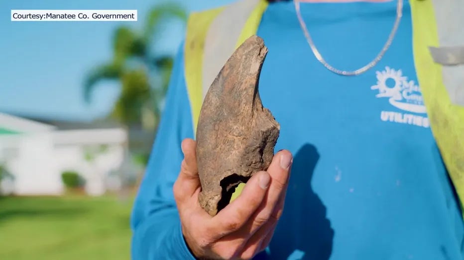 Fossil Find: Manatee County Utility Crews Unearth Ancient Ground Sloth Claw