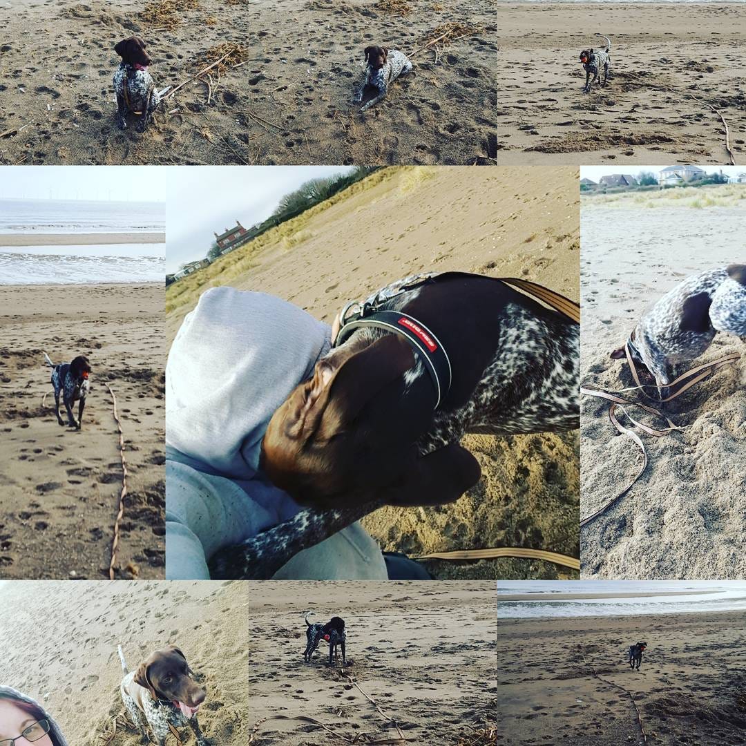 A collage of beach photos showing a brown and white dog playing happily on the sand, sniffing driftwood, and cuddling affectionately with their guardian in a hoodie. The sea and dunes stretch out in the background under a cool, cloudy sky. A collage of beach photos showing a brown and white dog playing happily on the sand, sniffing driftwood, and cuddling affectionately with their guardian in a hoodie. The sea and dunes stretch out in the background under a cool, cloudy sky.