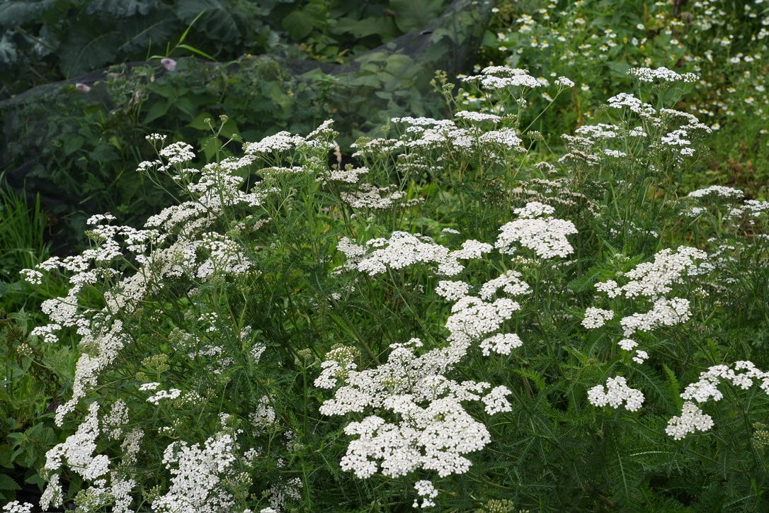 Achillea millefolium | yarrow Achillea millefolium | yarrow