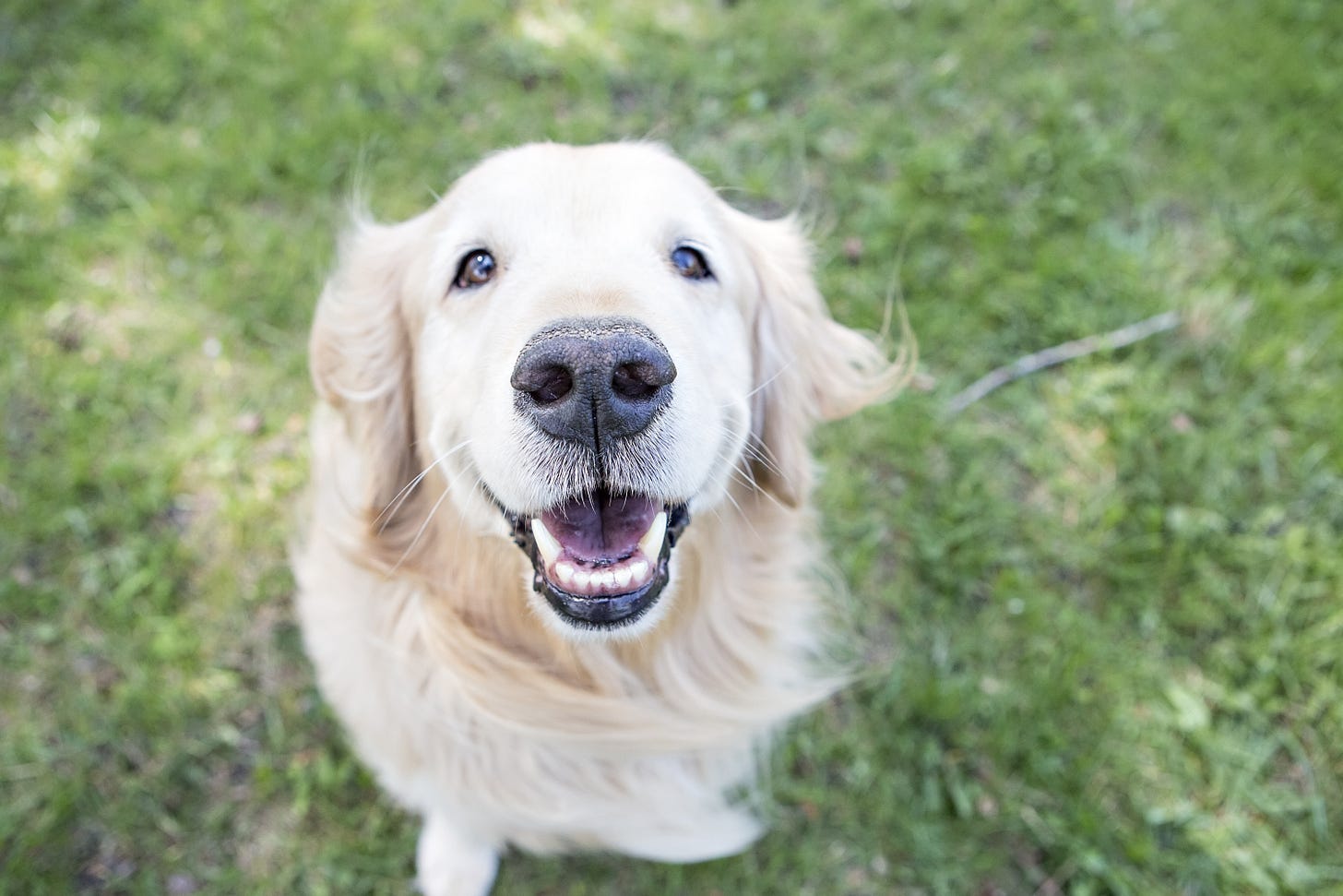 A happy Golden Retriever sits on the lawn