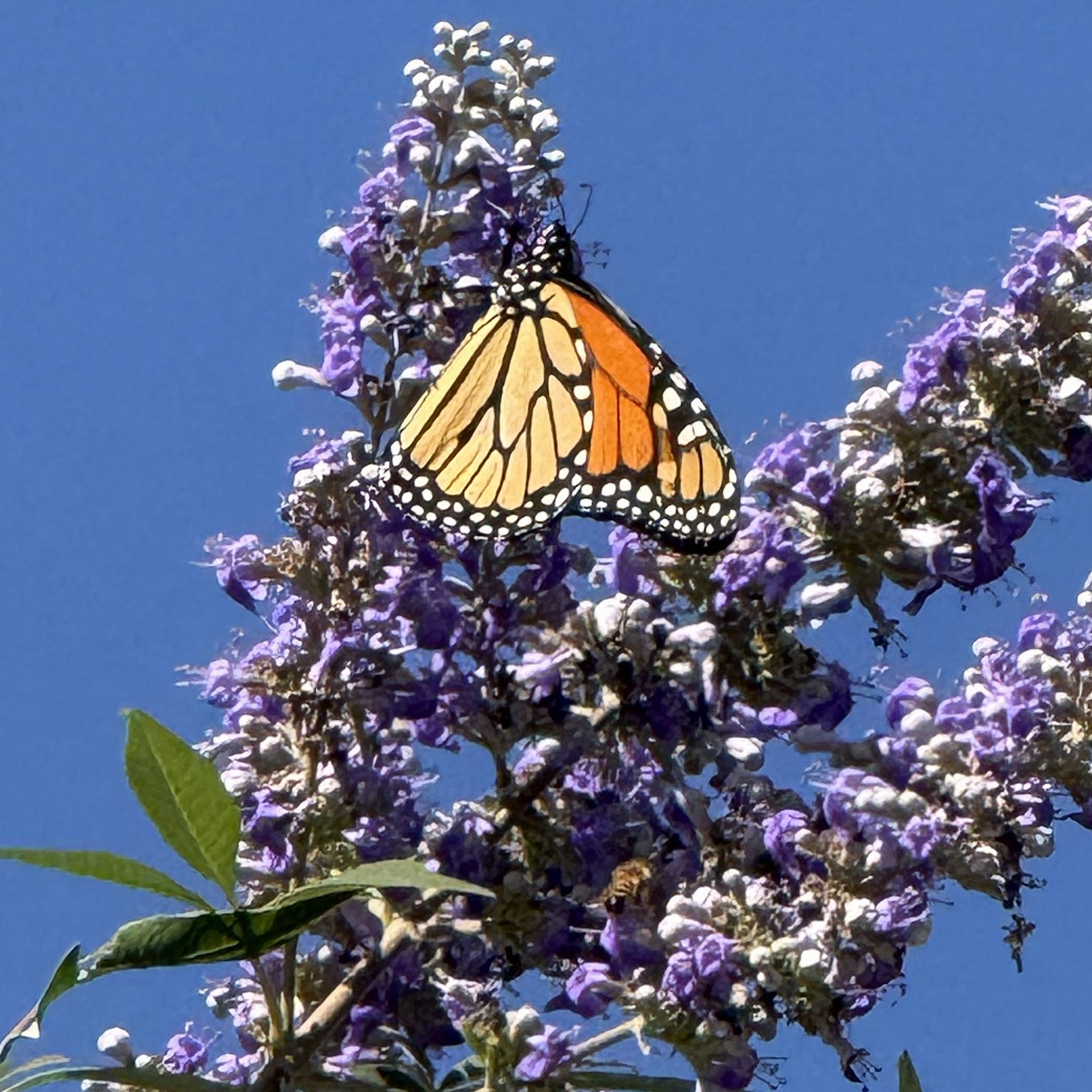 Monarch butterfly rests in the sun on the purple blossoms of a butterfly tree