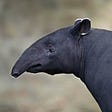 Tapirclip's avatar
