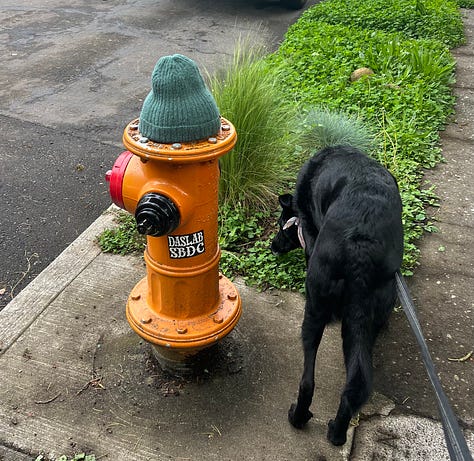 These are just a few of the things I've been noticing in my neighborhood.