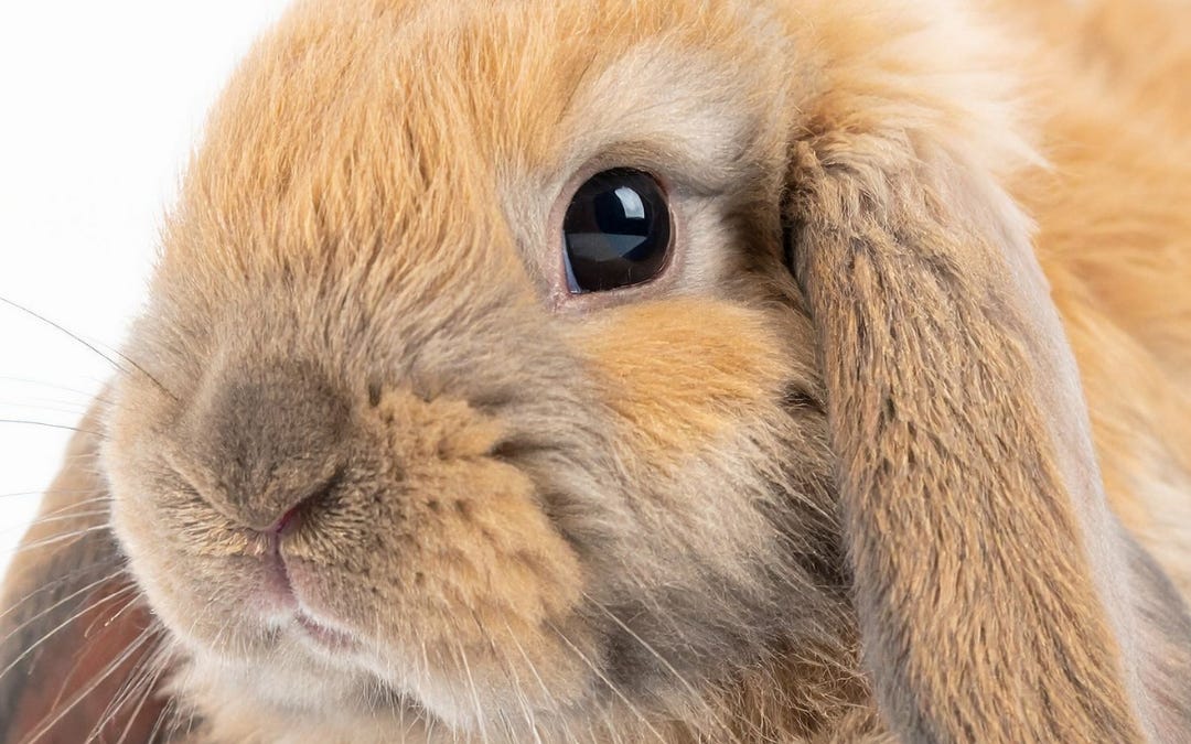 Seeing Animals as Victims, Not Property