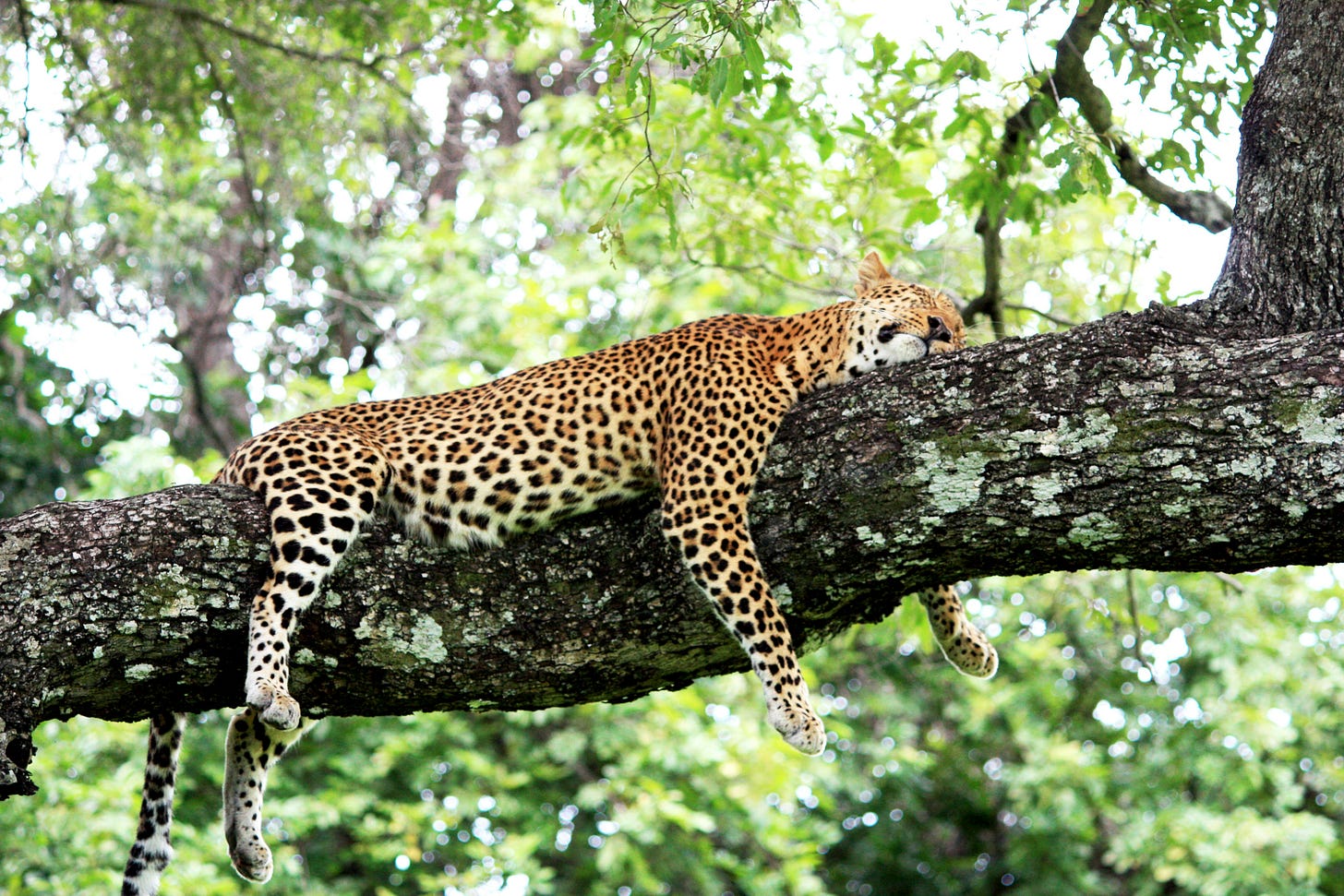A cheetah zonked out on a tree limb larger than its torso, looking utterly blissed out A cheetah zonked out on a tree limb larger than its torso, looking utterly blissed out