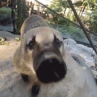 December 3rd is World Coati Day