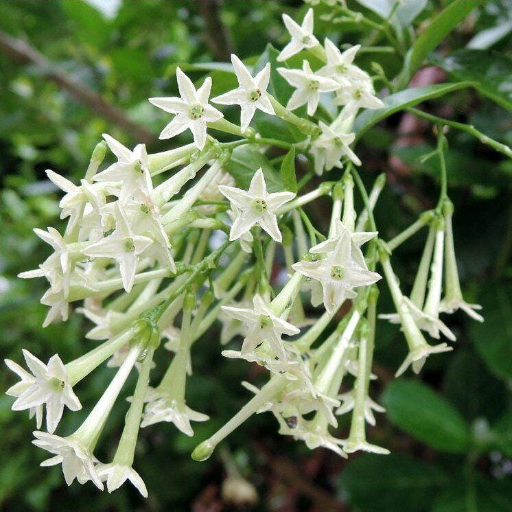 Cestrum nocturnum - gelsomino notturno (Vaso 15 cm) – Vivai Mola della Badia