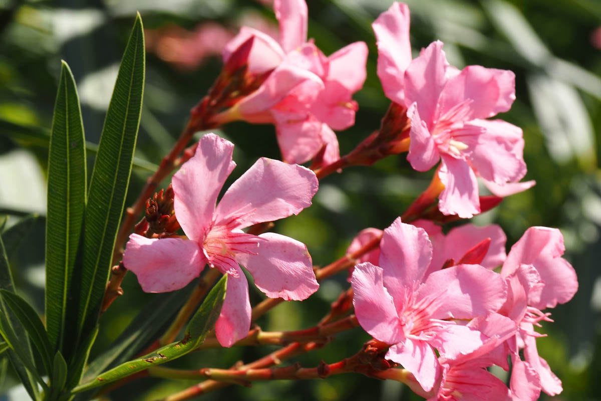 The toxic properties of oleander