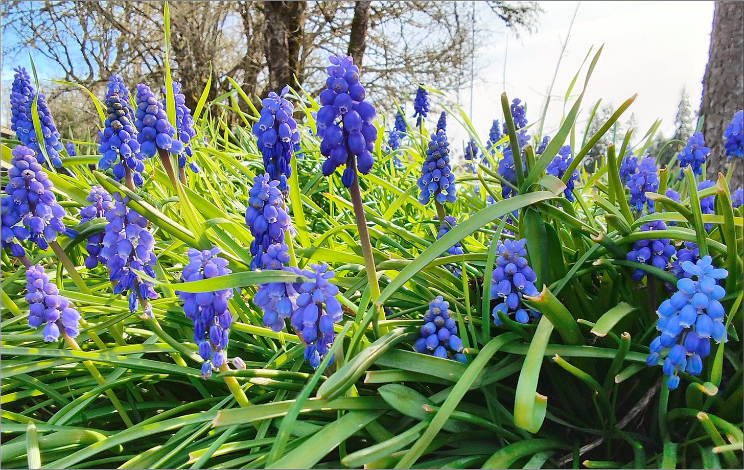 Blooming grape hyacinths, a preview of coming attractions.
